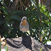 "Cape Robin-Chat" Cango Cave, South Africa